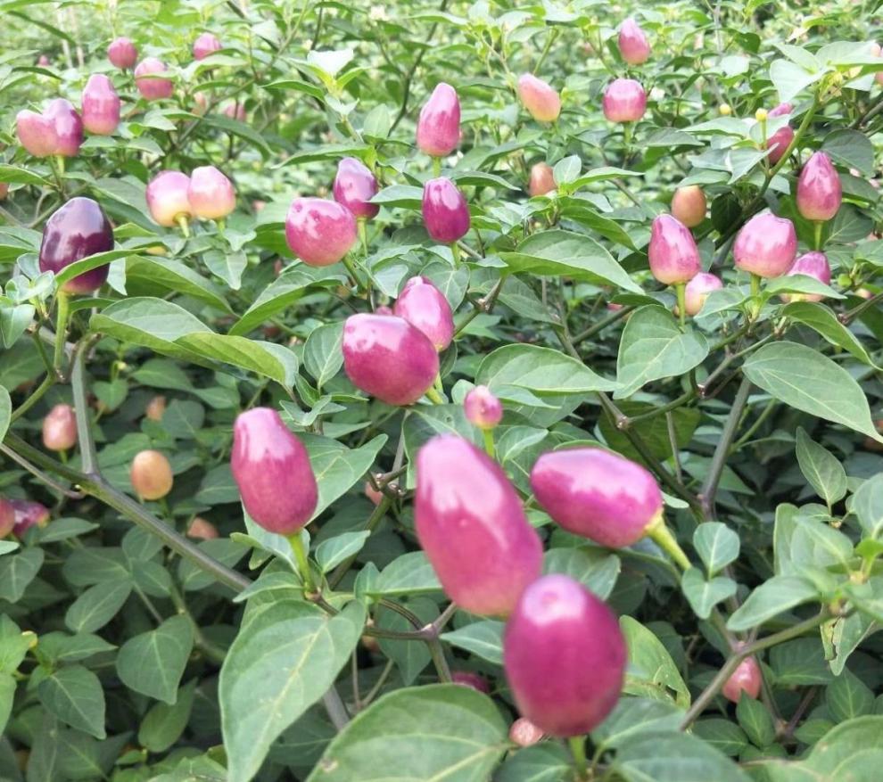广西新鲜七彩椒辣椒五彩椒小泡椒灯笼剁椒5色生辣椒 8