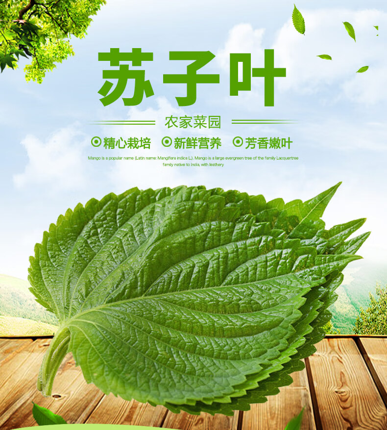 春光岛苏子叶新鲜食用包饭韩国烤肉绿色蔬菜苏菜叶 250g【100片左右】