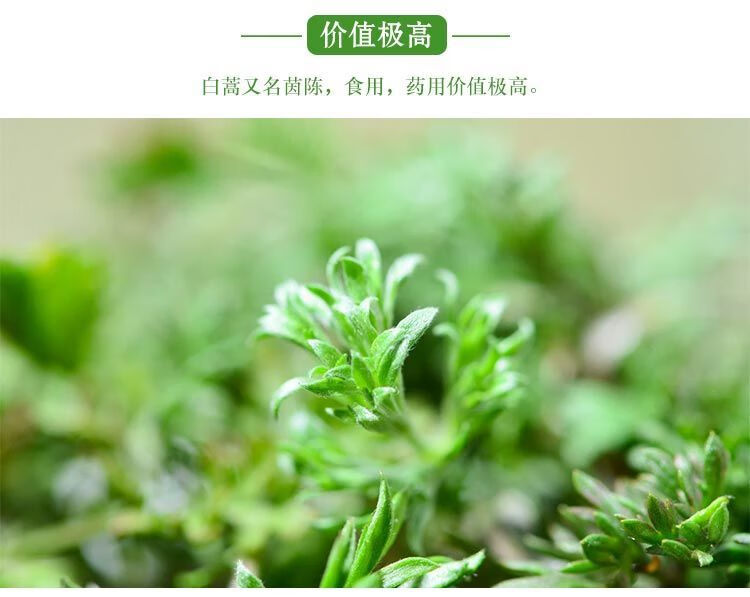 22年现挖秦岭野生白蒿新鲜茵陈新鲜白蒿芽子草绵蒸蔬菜材食用斤露天