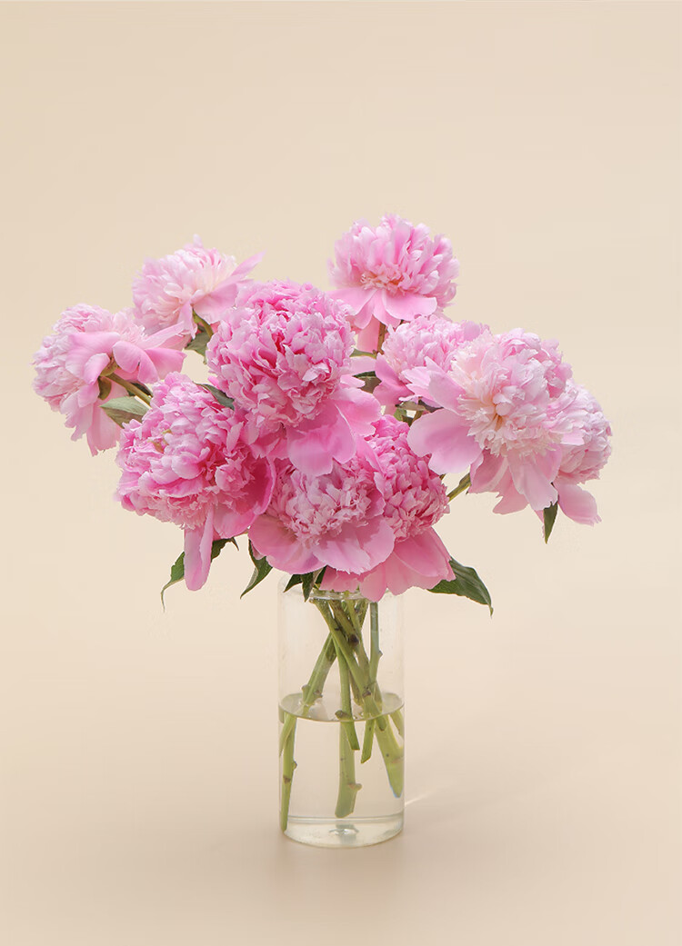【基地直发】FlowerPlus花加单品鲜花云南昆明花束精致桌面瓶插花摆件鲜切花（下单后7天内发货） 六出花10枝，颜色随机