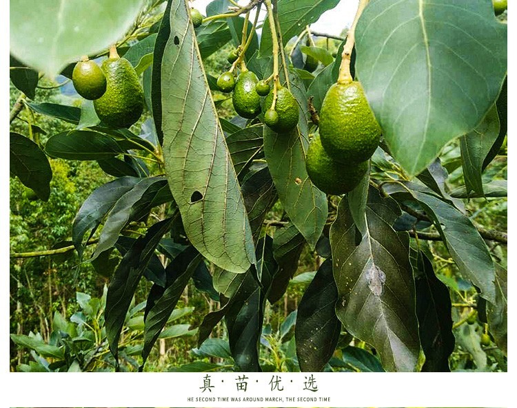 果树苗 牛油果树苗 鳄梨油梨哈斯桂垦桂研嫁接苗 盆栽