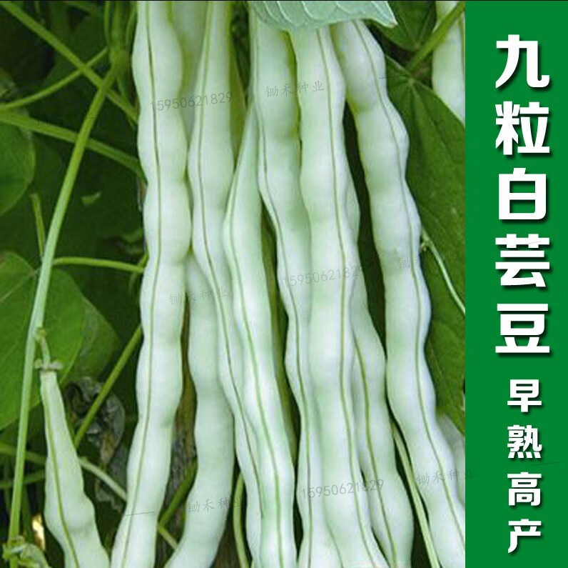 九粒白芸豆种子四季豆白不老来少架豆特长豆角春秋季蔬菜种籽孑 加长