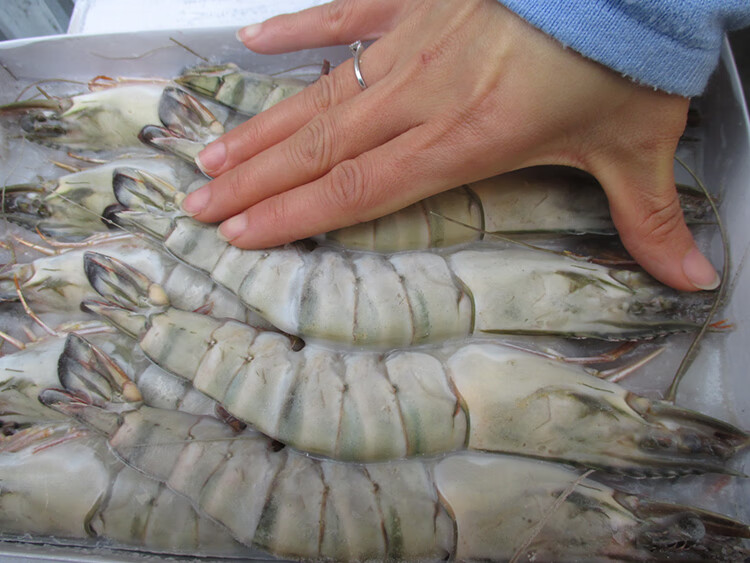 海捕特大对虾新鲜大虾超大个5个一斤 二斤装