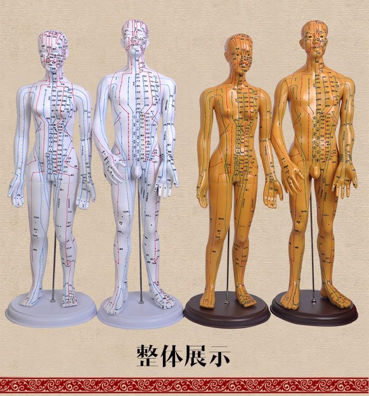 颖健 中医针灸穴位人体模型十二经络图铜人体穴位模型人全身小皮人 铜