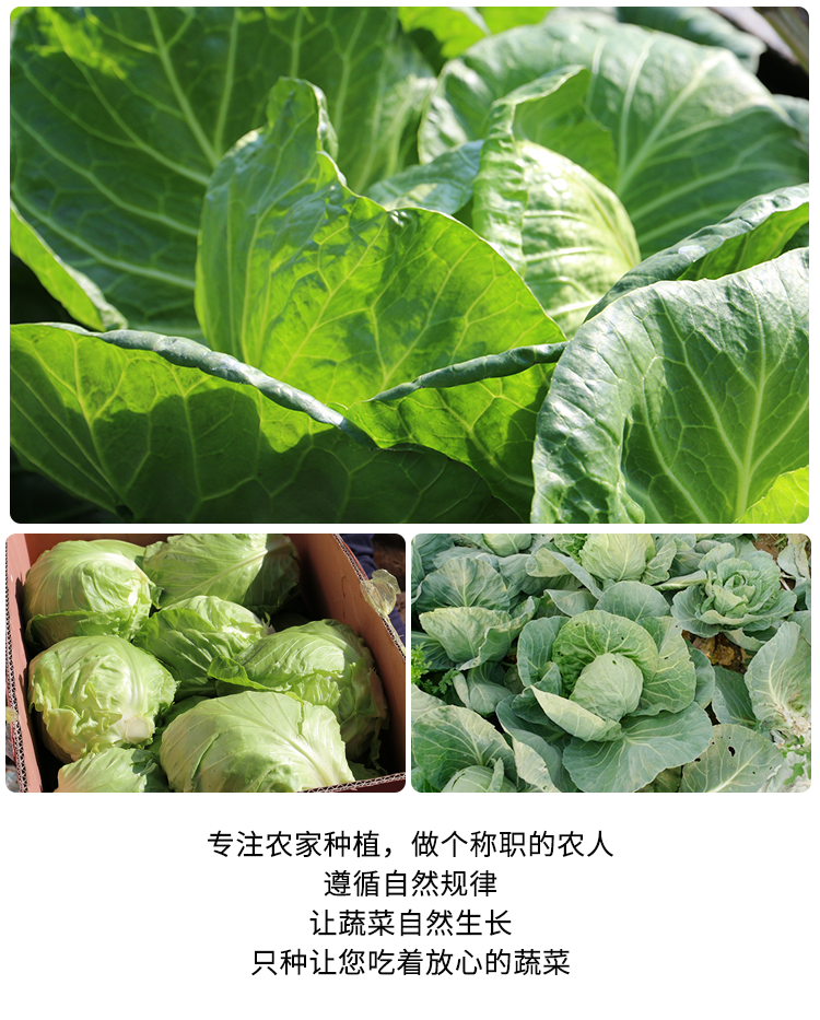 现摘现发 莲花白10斤5斤绿甘蓝农家自种扁包菜卷心菜球菜新鲜蔬菜