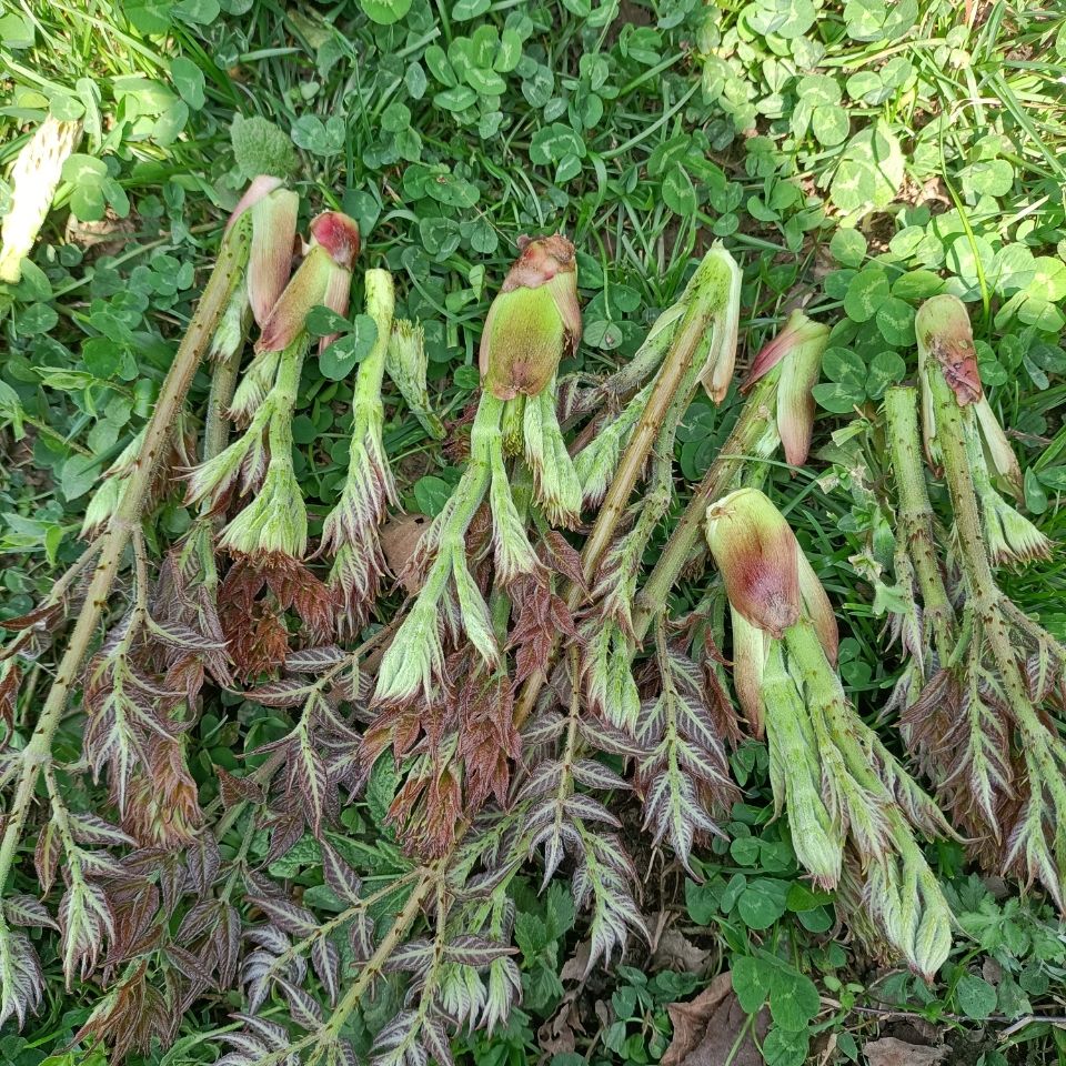 贵州毕节新鲜刺嫩芽刺老包刺龙芽头茬非东北现摘现发刺春包 新鲜两斤