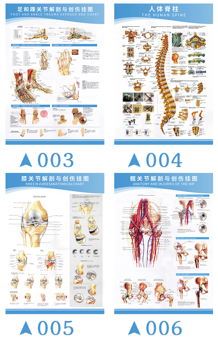 医学足关节解剖示意图人体结构解剖图挂图宣传画骨科宣传健康海报肩