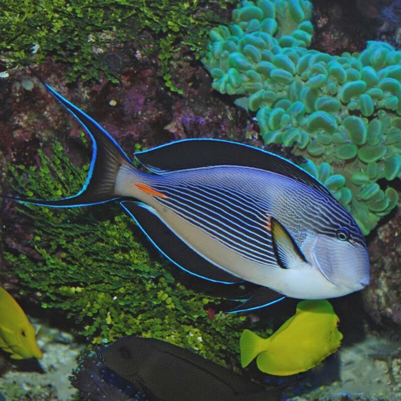 海水鱼活体活物纹吊红海骑士粉蓝吊火箭吊鸡心吊柠檬吊食藻倒吊家养