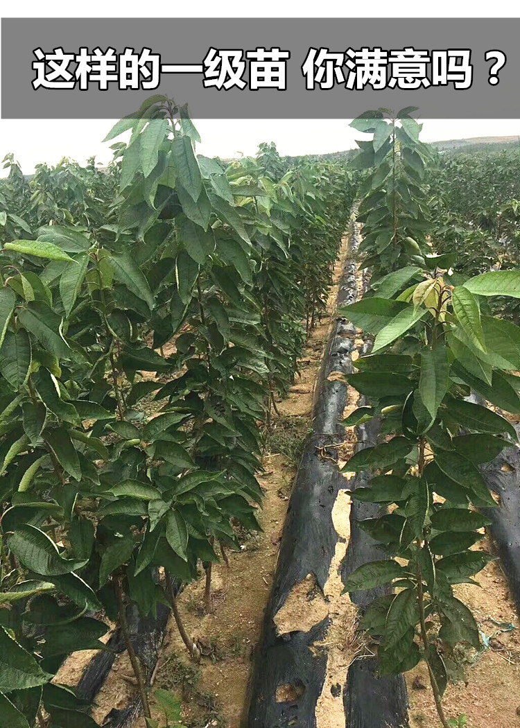 树南方北方种植盆栽四季果苗车厘子苗子美早当年结果 车厘子5年嫁接苗