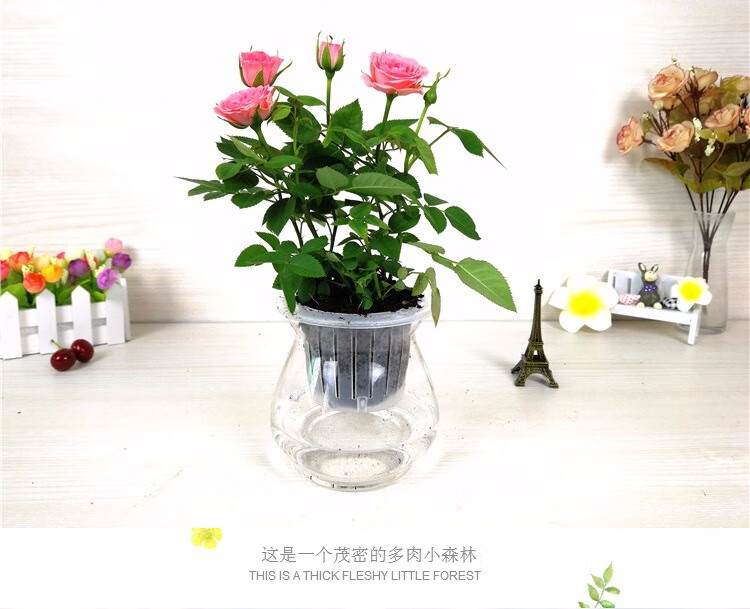 室内微型玫玫瑰花苗盆栽迷你小月季长寿花带花苞水培植物花卉四季办公