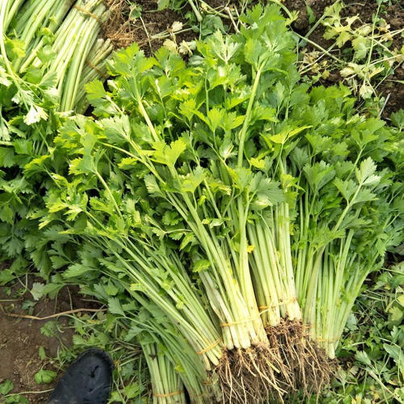 凤鸣雅世 四季小香芹种子香味浓嫩脆小芹菜籽菜种小青菜种籽四季易种