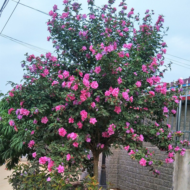玫红重瓣木槿花树苗 室外庭院耐寒耐阴花卉植物 开花不断四季易活