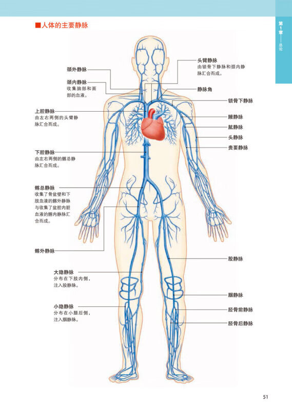 3d人体解剖图 坂井建雄 桥本尚词著断层局部解剖学图谱教材卫生理学