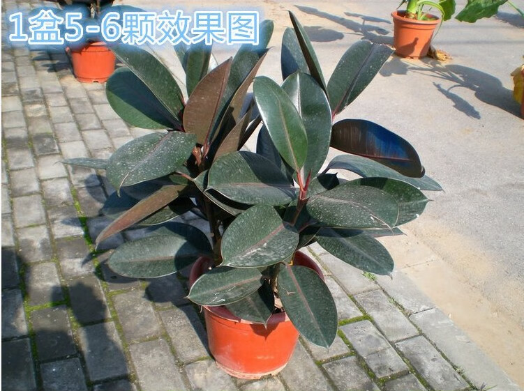 黑金刚 橡皮树绿植盆栽客厅室内阳台植物办公室盆景大叶四季常青 3颗