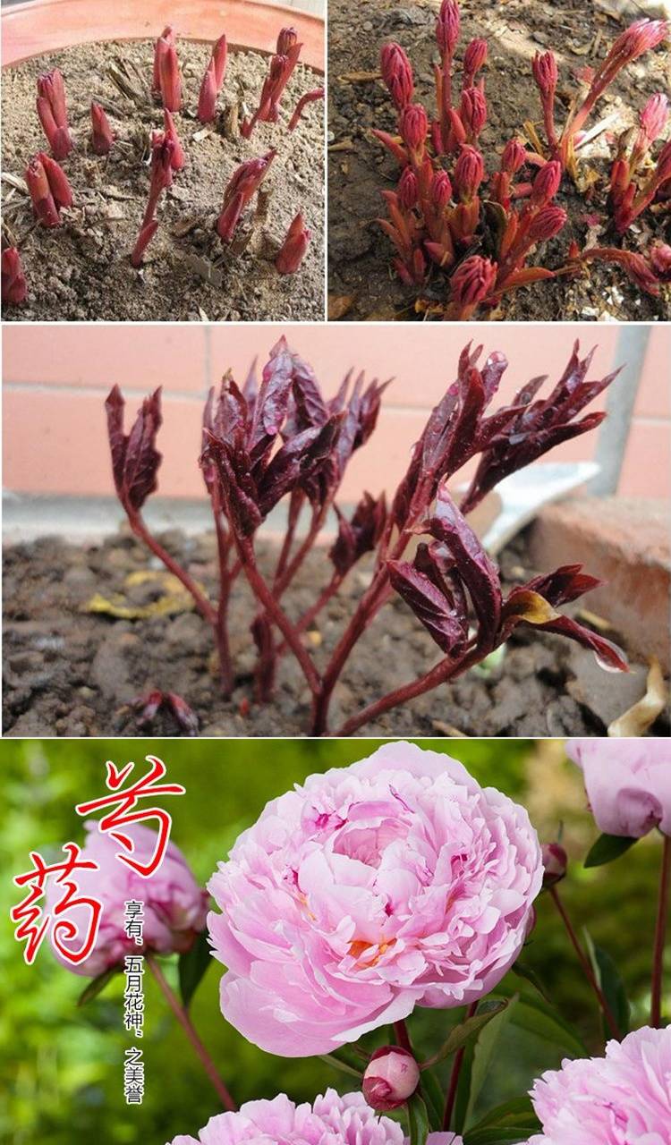 龙辰语买芍药苗 盆栽花卉芍药种根苗 庭院花根芍药花苗带芽大根芍药