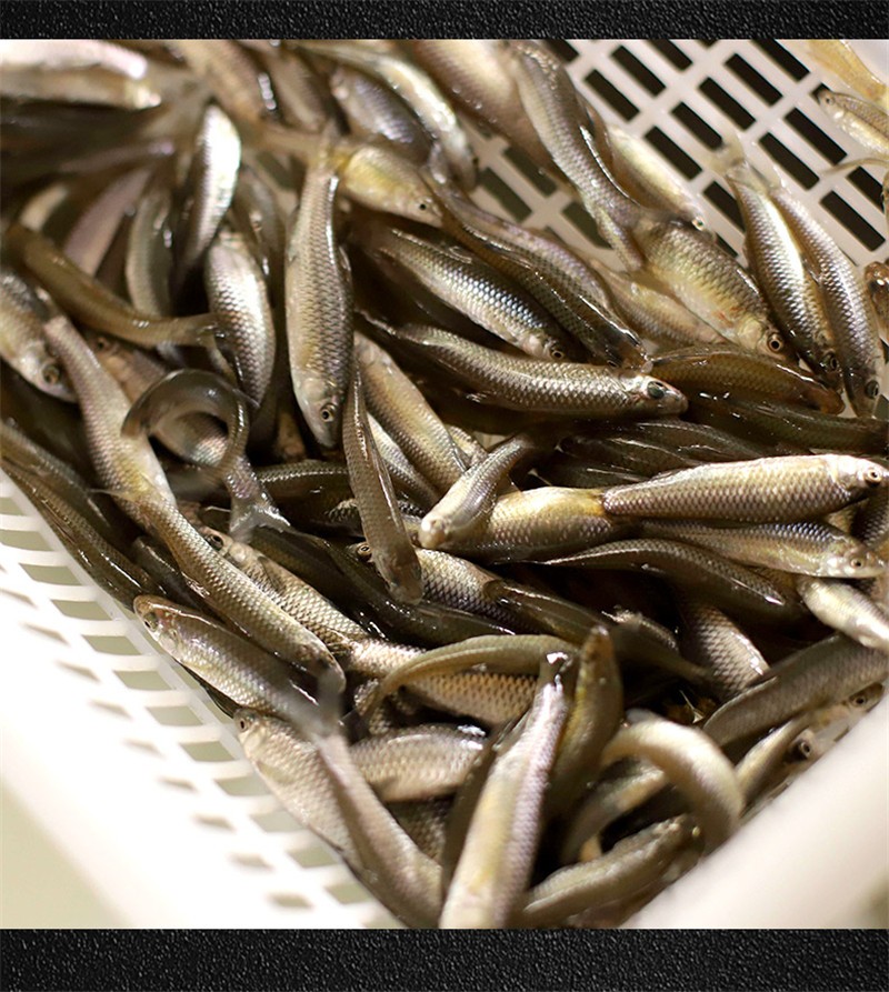 淡水鱼 麦穗鱼 鲜活冷冻小石鱼 白条 小青鱼 小鲫鱼 喂龙鱼龟2kg(4斤)