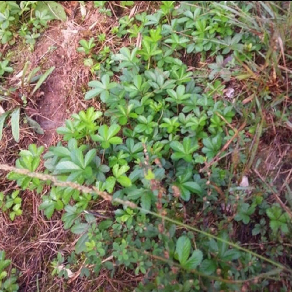 伟博中药材新鲜五皮风五爪龙蛇含草蛇含萎陵菜五叶梅五匹风野生新鲜五