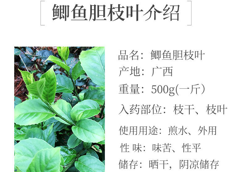 伟博广西鲫鱼胆500克中草药材新鲜现采空心花鲫鱼胆茶止ke咳茶500g