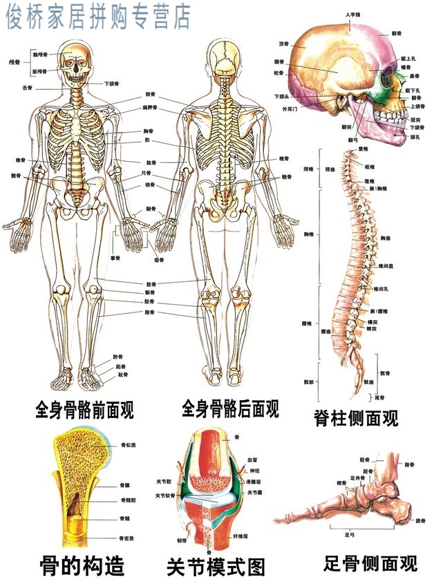 骨架模型45cm85cm人体骨骼模型全身脊椎骨骼脊柱模型骨骼标本 h款85