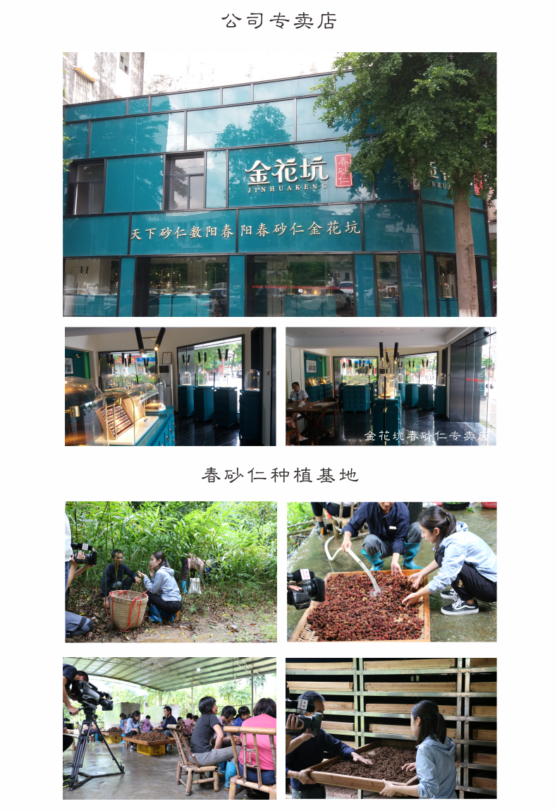 【原产地】道地正宗阳春砂仁 蟠龙金花坑春砂仁 精选大颗粒砂仁 散装