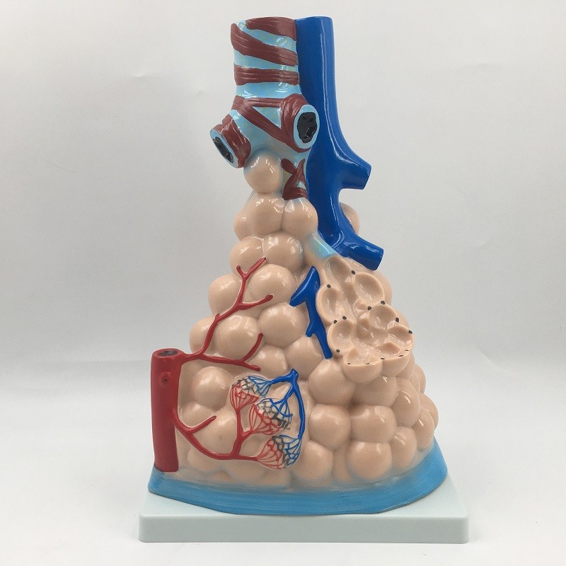 肺泡放大模型 人体肺的组织结构模型 人体肺部解剖教学实验仪器材