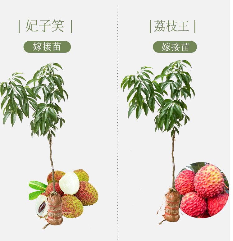 核荔枝树苗妃子笑嫁接荔枝树树苗桂味荔枝苗地栽盆栽南方种植当年结果