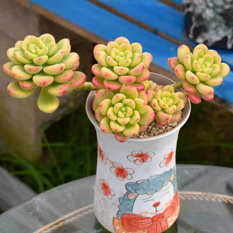 蜡牡丹多肉植物老桩室内花卉绿植肉肉花植物盆栽稀有品种大颗好养紫乐