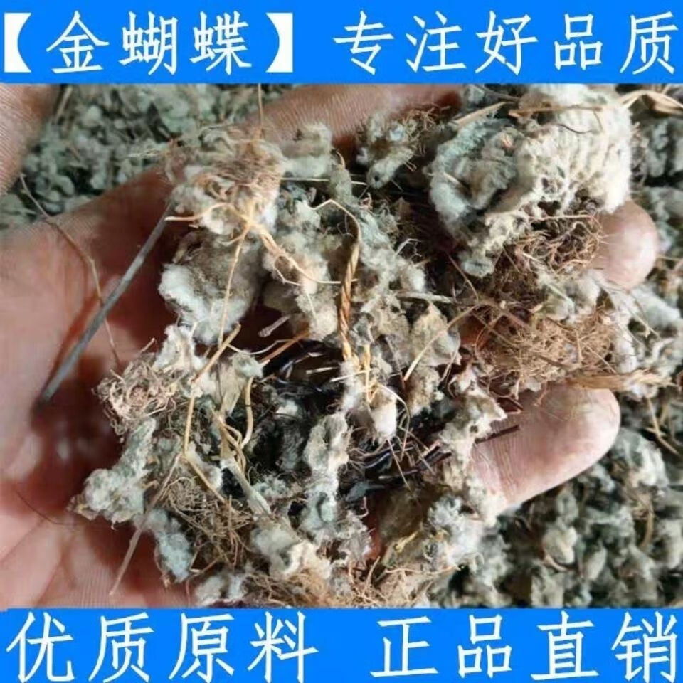 金蝴蝶500g中药材落地金钱锦地罗文钱红新鲜干货冷背奇专营500g