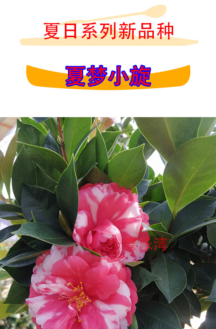 四季茶花新品种夏日系列夏梦小旋璇重瓣复色树苗盆栽阳台花卉庭院山茶