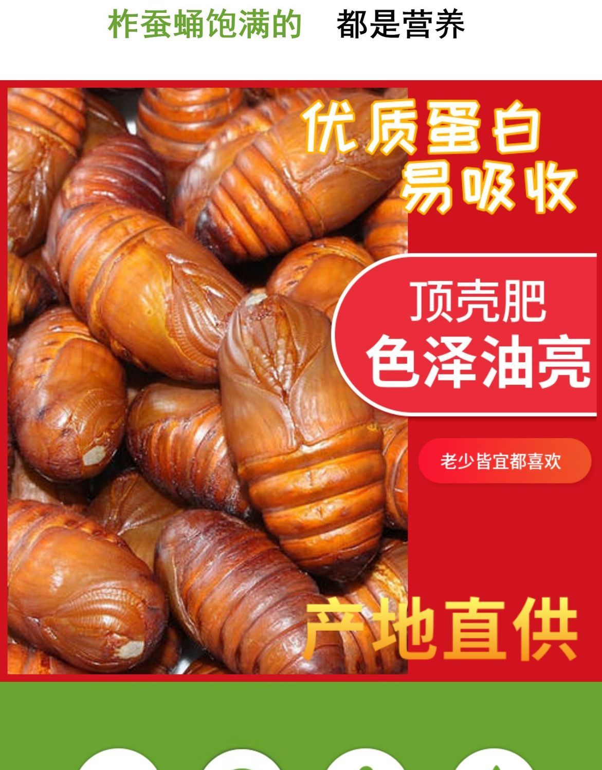 2021新蚕蛹鲜活新鲜大黄蛹东北特产柞蚕蛹活体蝉蛹茧蛹保活大蛹45cm黄