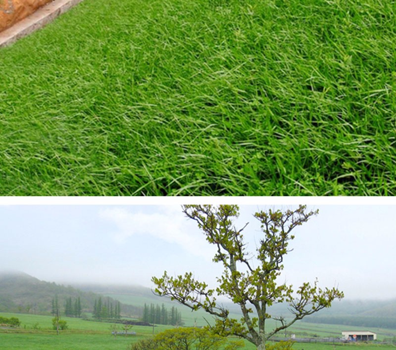 花中酷 草坪种子牧草种子护坡四季青不修剪波斯菊格桑