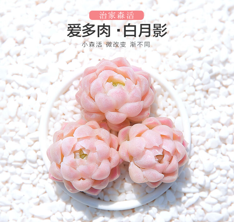 花客悦阿尔巴白月影多肉植物花卉盆栽稀有品种老桩盆景室内组合绿植
