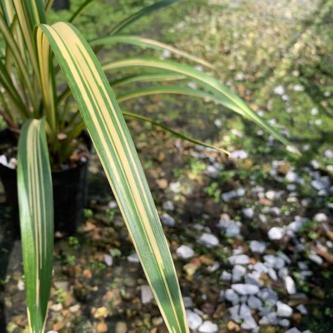 墨兰浓香型花艺双全兰花宇宙殿有花赏花没花赏叶花卉盆栽墨兰宇宙殿5