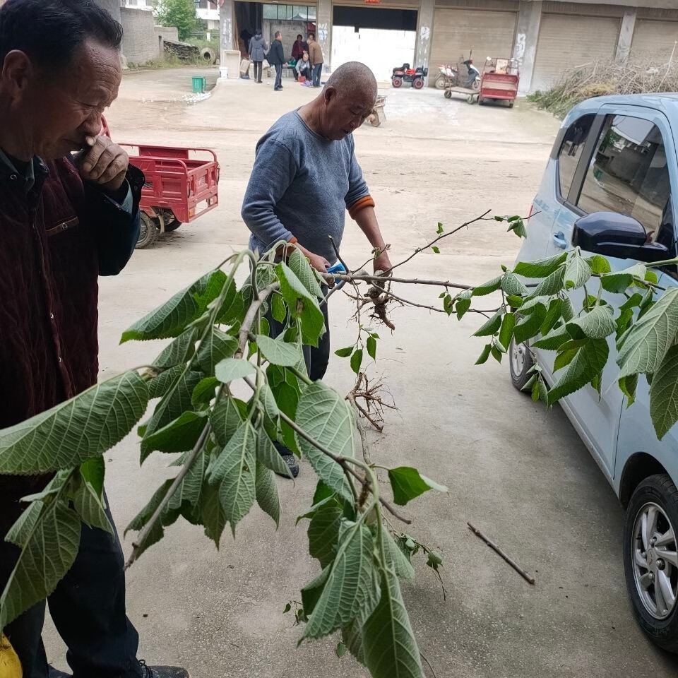 有仁堂新鲜构树汁液楮桃树汁液构树汁褚树原汁加冰冷藏发货10克构树汁
