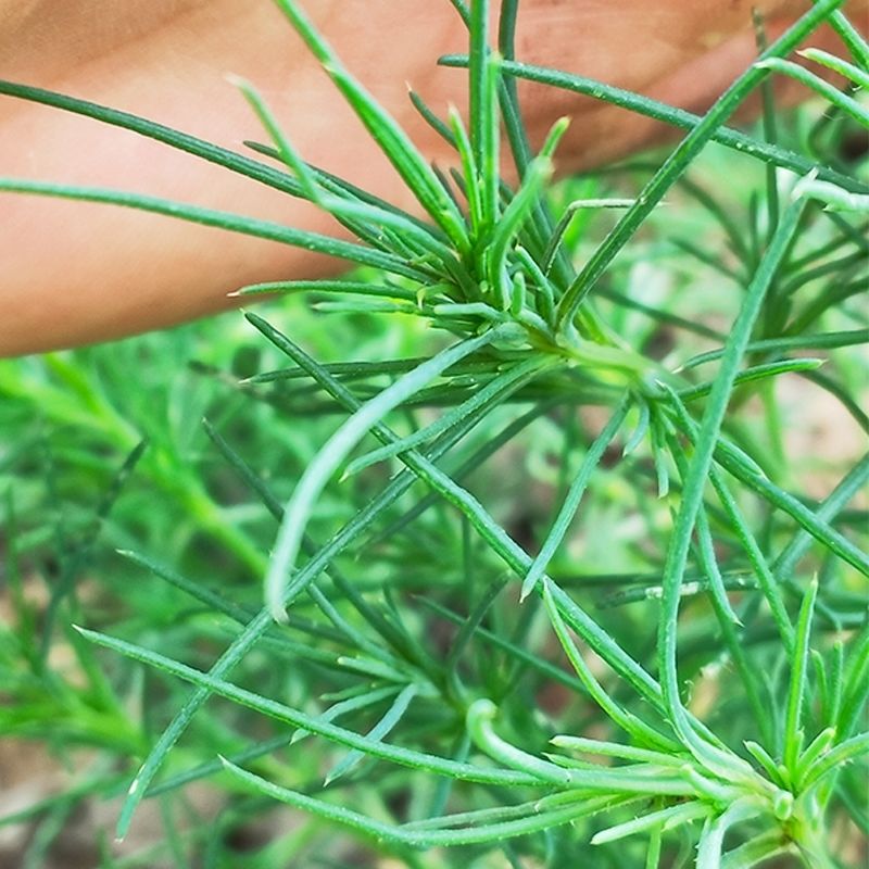 新鲜天然青草猪毛菜扎蓬棵刺蓬猪毛缨猴子毛蓬子菜三叉明棵2斤2斤