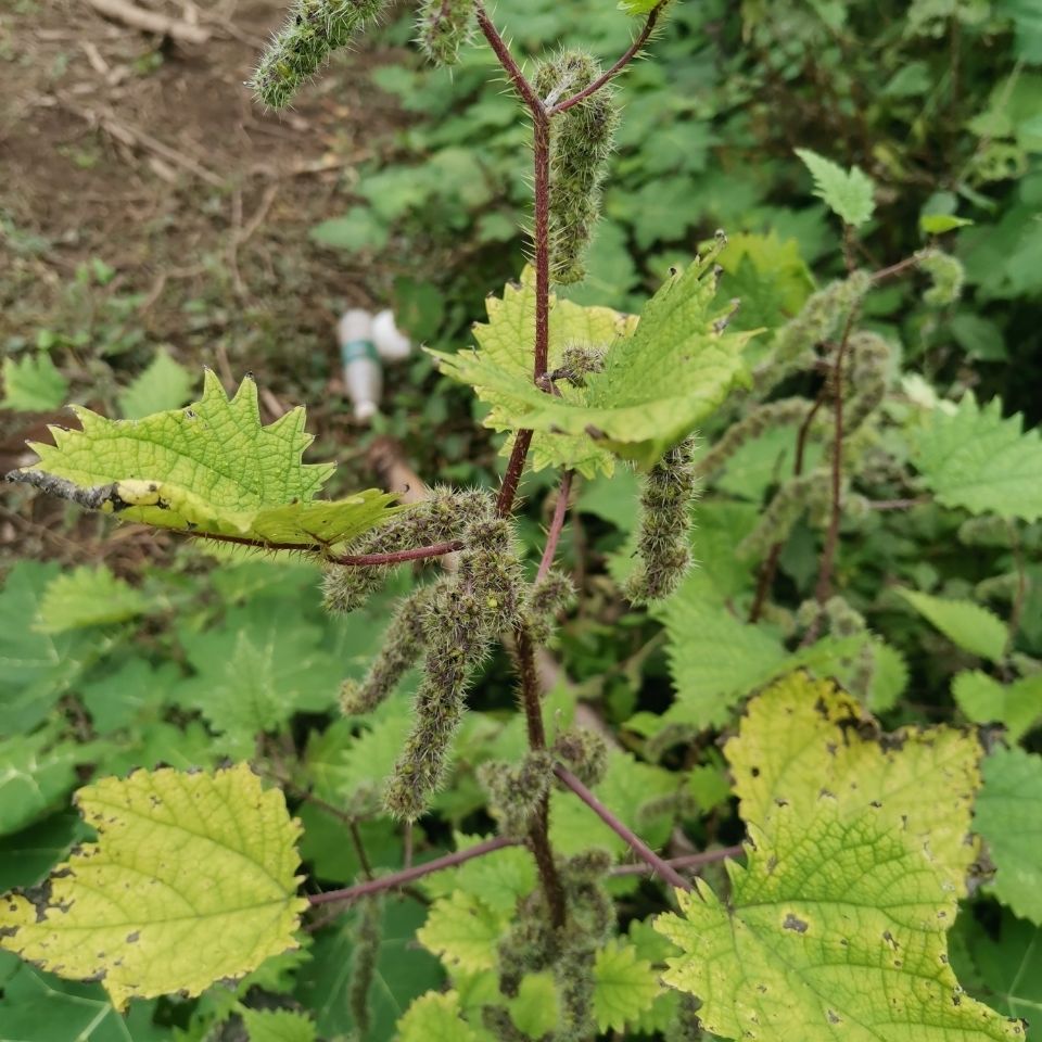 新鲜野生红杆荨麻草红活麻红霍麻草咬人草白豁麻绿杆荨麻草新鲜红杆