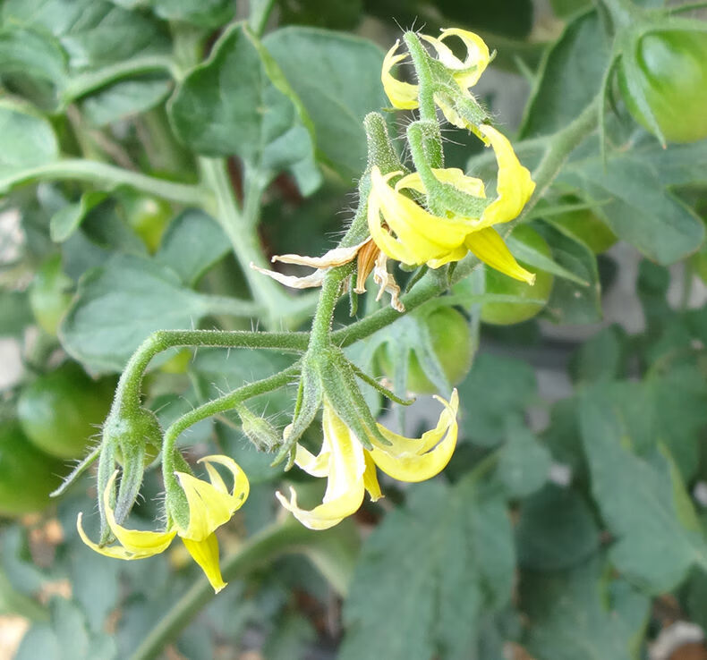 现摘当季孕妇水果菇凉果甜洋黄花菇娘果灯笼果1斤不过瘾推荐其他规格