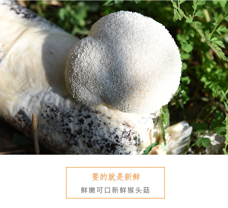 新鲜猴头菇2斤古田新鲜猴头菌食用鲜菌菇约10个