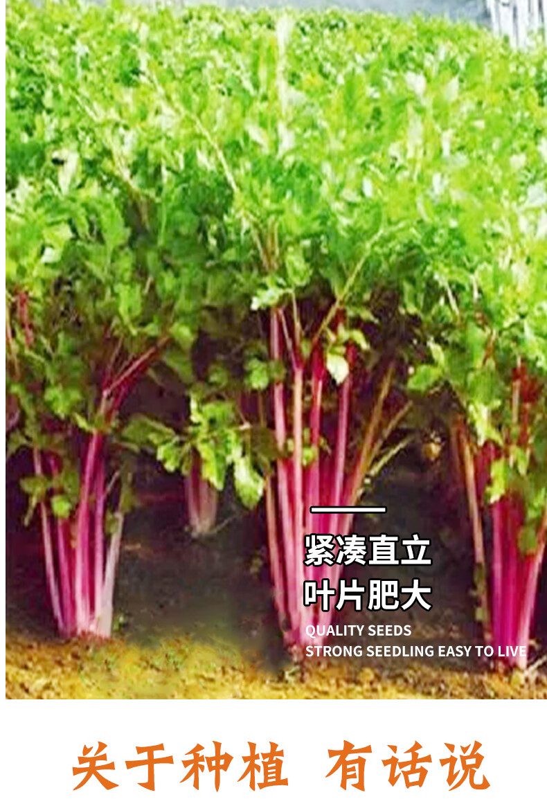 进口特色紫杆芹菜种子四季有机紫红小香芹青菜籽阳台盆栽蔬菜种孑 紫