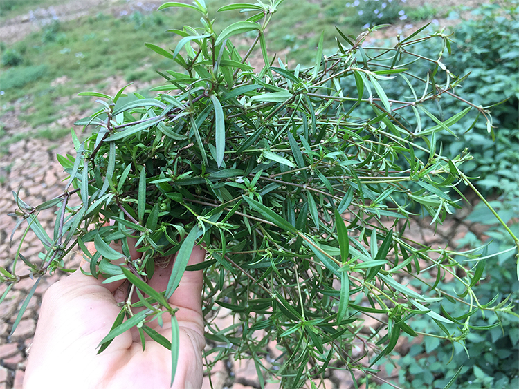 新鲜白花蛇舌草野生百花蛇舌草中草药蛇利草可配半枝莲用