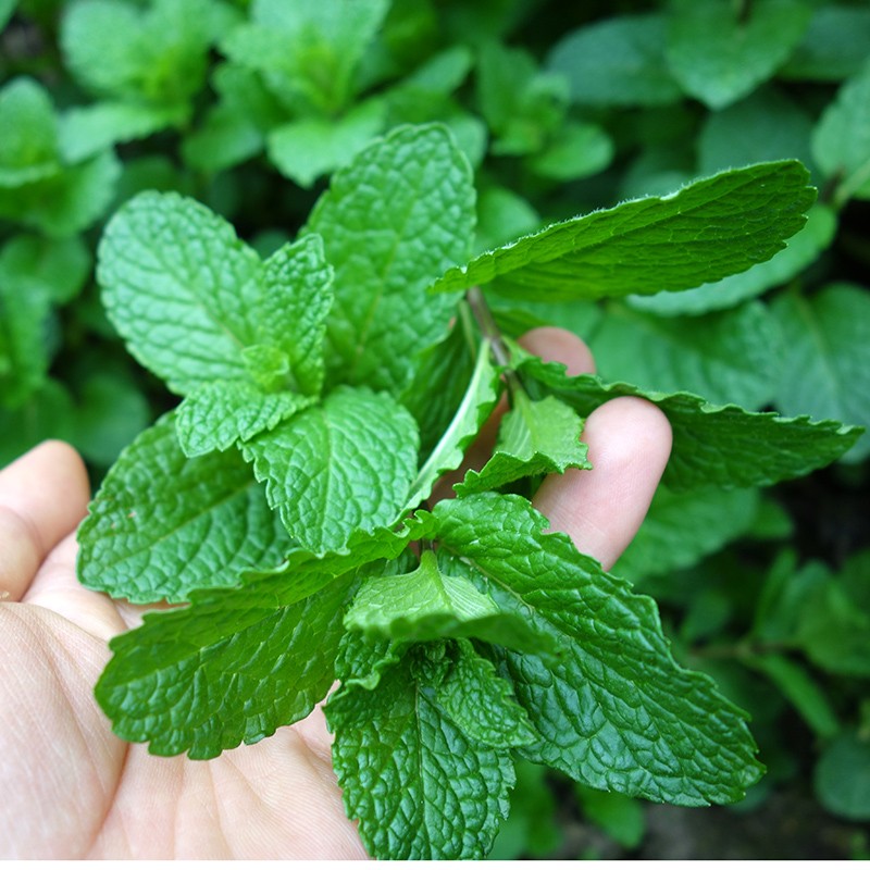 贵黔姑娘贵州农家自产现摘新鲜薄荷食用青绿薄荷留兰香鱼香菜1500克