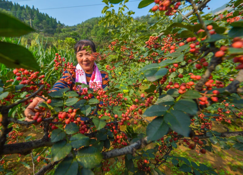 四川花椒种子大红袍500g泡脚无刺麻椒树苗八角籽九叶青花椒树种子