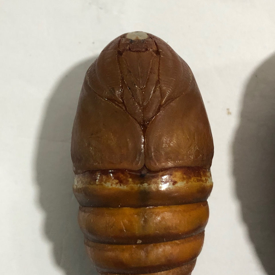 产地直冹东北特产茧蛹大黄蛹柞蚕蛹蝉蛹年新鲜活蚕蛹批冹大二色45厘米
