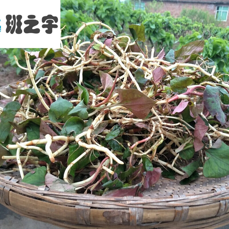 四川鱼腥草折耳根 新鲜 四川折耳根节节根嫩根叶子带根品牌:杞里香(qi