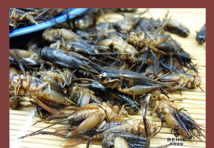 仁堂蟋蟀新鲜冷冻蛐蛐食用昆虫油炸虫子土蛰子油葫芦蝈蝈两斤新鲜蟋蟀