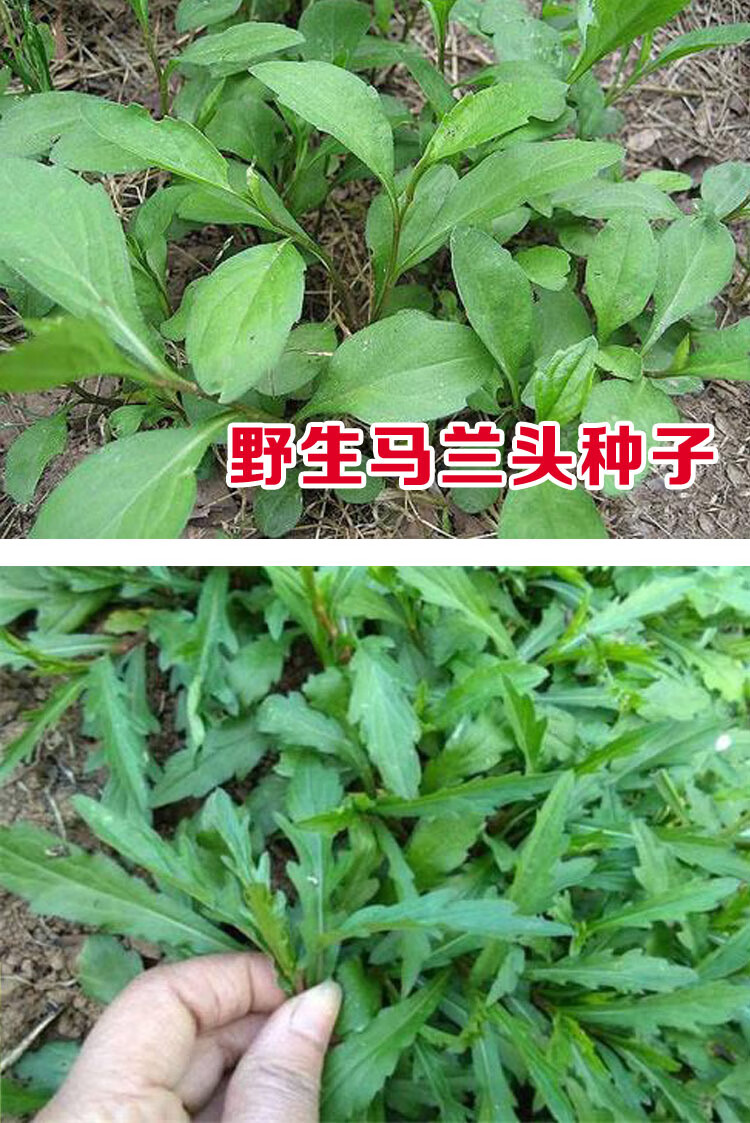 马兰头籽鸡肠儿菜种子食用野菜四季播种庭院阳台盆栽易种蔬菜种孑 红