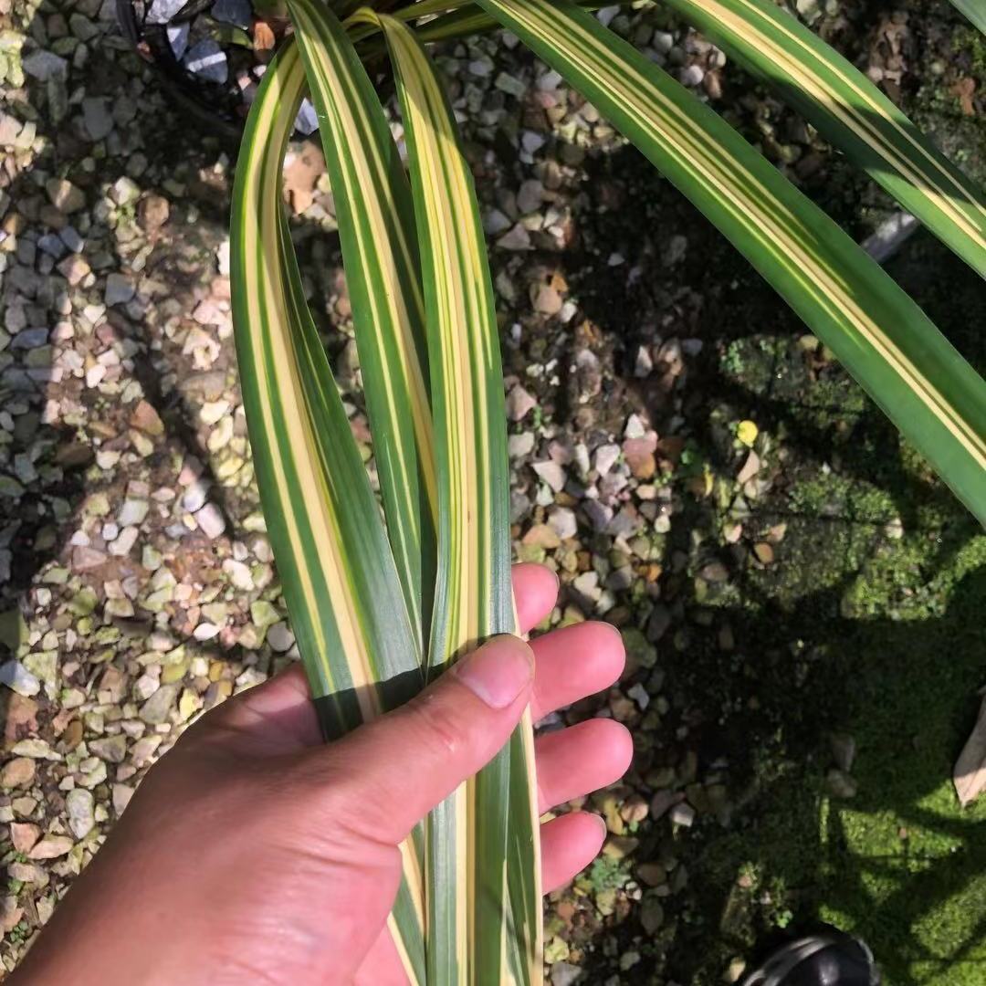 墨兰浓香型花艺双全兰花宇宙殿有花赏花没花赏叶花卉盆栽墨兰宇宙殿5