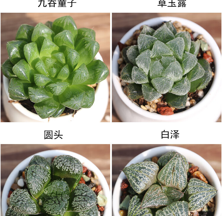 玉露多肉植物稀有品种花卉绿植蝉翼肉肉老桩组合套餐