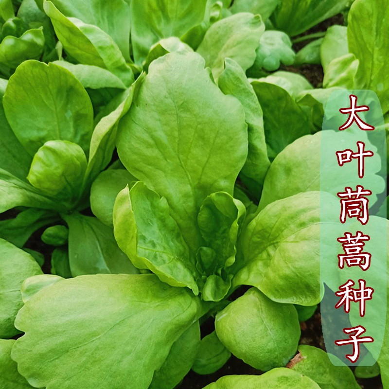 揭美大叶茼蒿种子虎耳大板叶型茼蒿秋播茼蒿种子易种农业蔬菜种子小叶