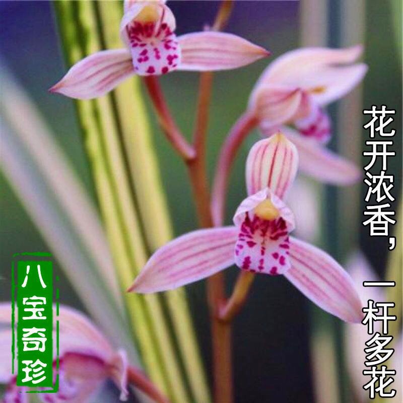 碧候兰园八宝奇珍兰花建兰金边线艺虎斑山水画花卉绿植盆栽八宝奇珍